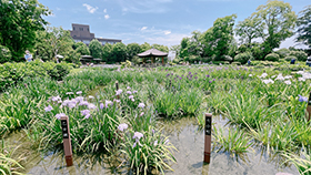 初夏の歩こう会　城北公園