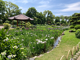 初夏の歩こう会　城北公園