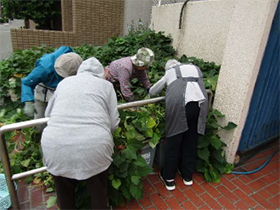 いもほりたいけん、コキア